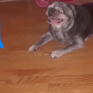 Meet your Posher, Shona